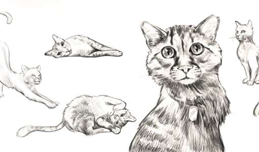 Tiere zeichnen leicht gemacht - die Katze